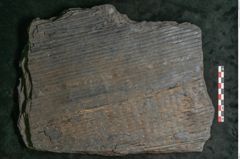 Foto (Detailansicht) von Sigillaria subrotunda Brongniart (NHMW-GEO-2024-0188-11043)